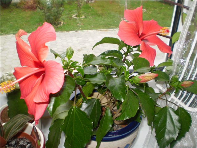 hibiskus
